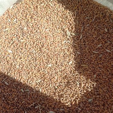 бу мебел бишкек: Пищевое зерно пшеницы (цельное) - Крупное ровное зерно — 2