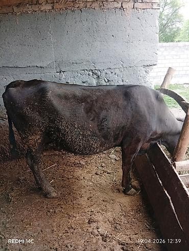 куры в токмоке: Продаю | Корова (самка) | Для разведения | Привязанные — 3