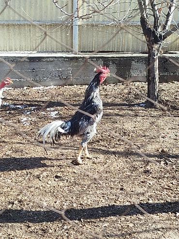 кальций для животных: Продаю | Куры — 1