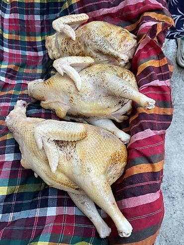 куриное бедро: Домашние потрошёные куры (тушка целиком) Опаленная Мы не красим 100% — 3