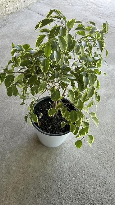 Фикус Бенджамина вариегатный в горшке. - Компактное деревце с