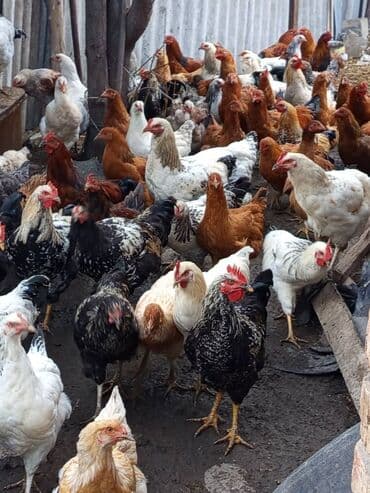 охотничий собака: Продаю домашних кур и петухов ОПТОМ! - В наличии крупные мясо‑яичные — 9