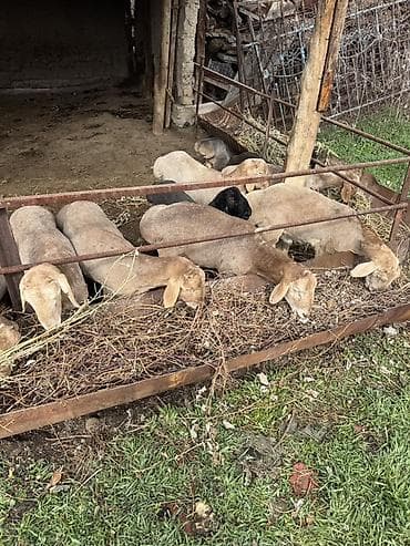 эдилбай кой: Продаю | Ягненок | Эдильбаевская | На забой — 1