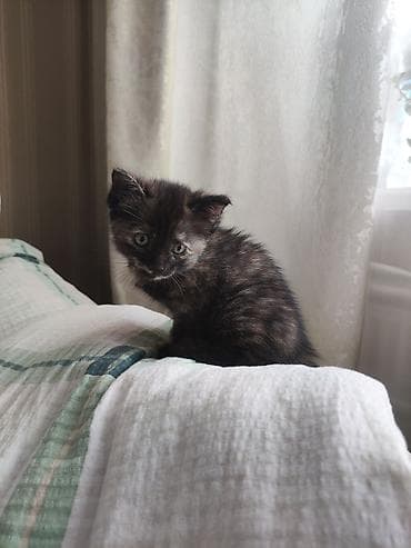 черепаха: 2 месяца, Девочка, Приучена к лотку — 3