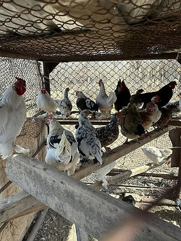 продаю животных: Продаю | Куры | Для разведения — 1