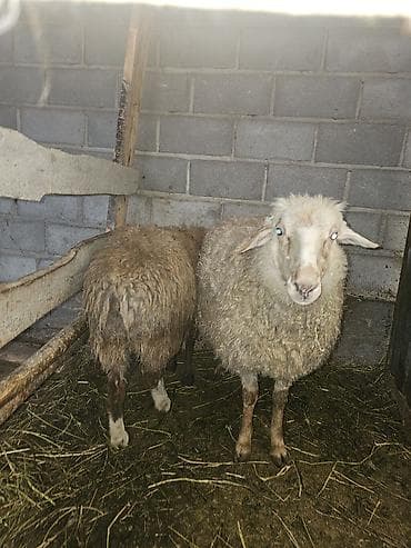 Аквариумдар: Сатам | Ургаачы кой (ургаачы) | Көбөйтүү үчүн | Ургаачы — 2