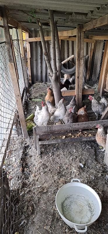 котята простые: Продаю | Куры | Домашняя | Несушки — 1