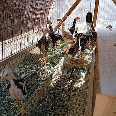 бойцовые птицы: Продаю | Цыплята | Для разведения — 4