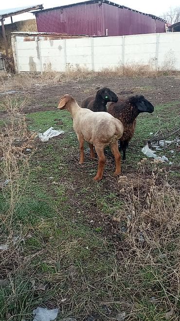 кочкары: Сатам | Козу | Союуга — 5