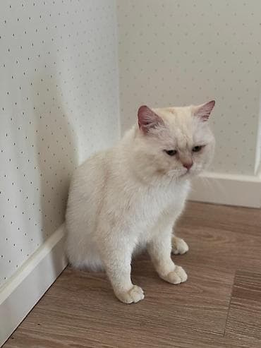 Кошки: Кошка даром: Британская короткошёрстная, 2 года, Мальчик — 2