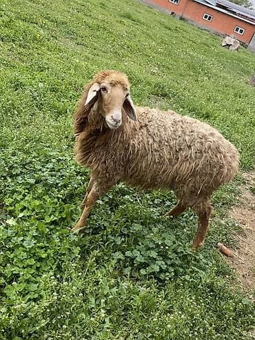 кролик цена: Продаю | Овца (самка) | Для разведения | Матка — 1