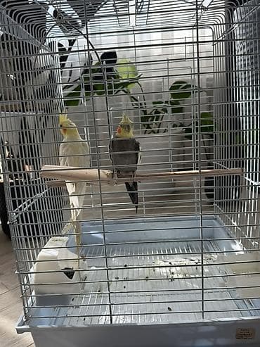 Аквариумы: Отдам двух попугаев совершенно бесплатно — 2