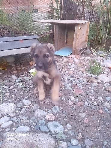 собака драдхаар: Алабай, 1 месяц, Самец — 3