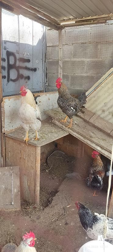 Куры, петухи: Продаю | Петух | Полубрама, Кучинская | Для разведения — 2