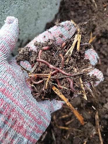 мешок для овощей: Солжылан биогумус чыгаруу учун, 1кг 100 сом кыгы менен болот — 4