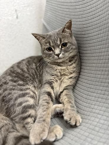 кошки балыкчы: 1 год, Девочка — 1