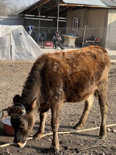 корм для домашних животных: Продаю | Тёлка | Полукровка | Для разведения | Отела не было — 4