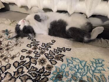 дешевый ковер: Ковер — 3