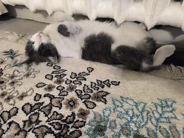 шотландский вислоухий длинношерстный кот цена: Кошка даром: Беспородная, Мальчик, Приучена к лотку — 2