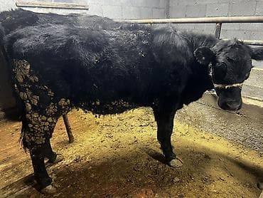 продаю телки: Продаю | Тёлка | Ангус | На откорм | Привязанные — 3