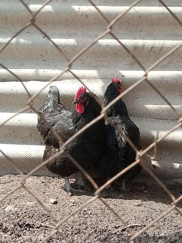 быки на мясо: Продаю | Куры | Для разведения — 2