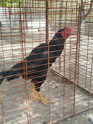 летучая мыш: Дакан короздор сатылат алмашу жолдору бар жемге жугоруго дакандарга — 6