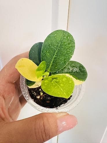 фикус: Фикус Формоза вариегатный (Ficus microcarpa 'Formosa' Variegated) — — 1