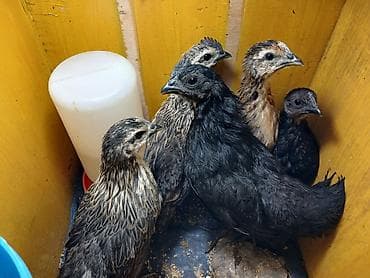 куры таджон: Продаю | Цыплята | Для разведения — 4