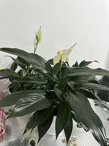 Спатифиллум (Spathiphyllum) в декоративном горшке - Кустовой