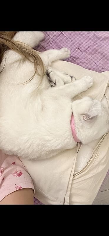 Кошки: Друзья, очень прошу помощи. Мне тяжело это писать. Моя кошка для меня — 5