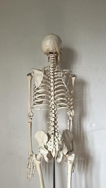 мебель полки: Анатомический скелет человека в полный рост на напольной стойке - — 4