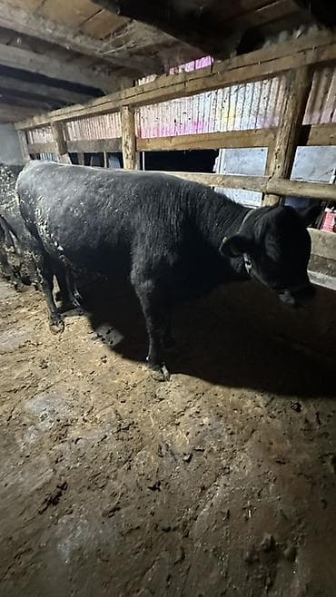 рыба осётр: Продаю | Бык (самец) | Ангус | Для разведения | Осеменитель — 2