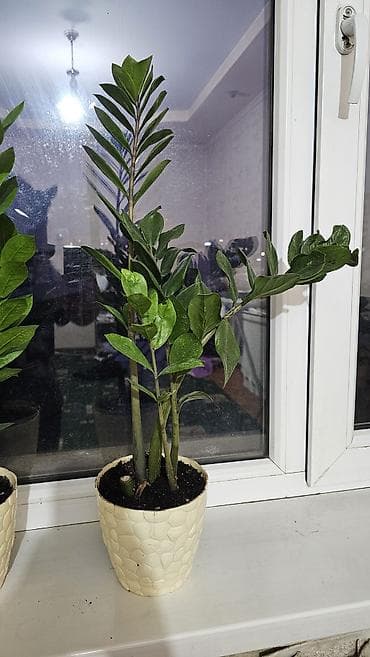 Замиокулькас (ZZ plant) в горшках. - Домашнее декоративно-лиственное at lalafo.kg Замиокулькас (ZZ plant) в горшках. - Домашнее декоративно-лиственное