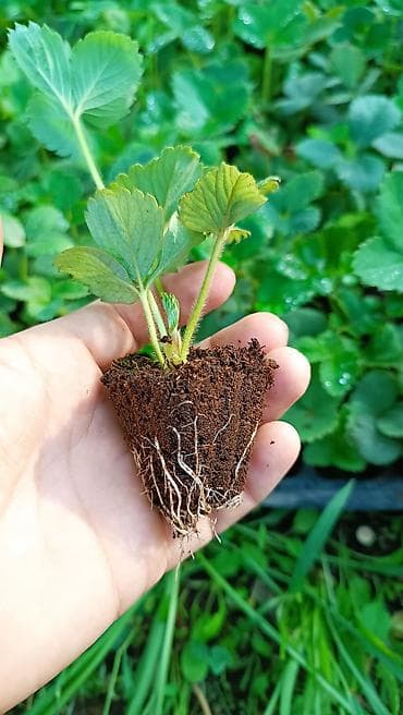 садовые навесы: Кулпунай кочот КЛЕРИ АЛЬБА Клубника кочотко заказ алып жатабыз — 1