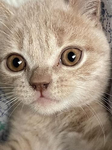 скотч терьер: Скотиш Страйт (Шотландская прямоухая), 3 месяца, Мальчик, Рыжий, Приучена к лотку — 4