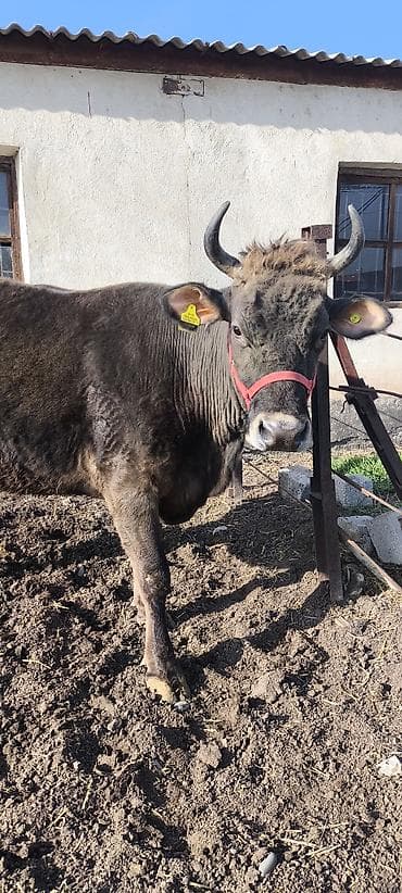 каровы юрьевка: Продаю | Корова (самка) | Алатауская, Швицкая | Для разведения, Для молока | Племенные, Стельные, Искусственник — 7