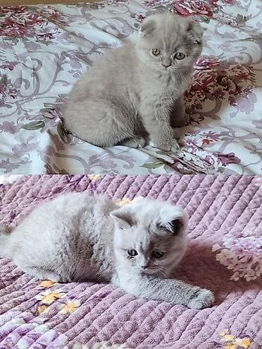 Готовятся к продаже котята (скоттиш страйт и скоттиш фолд девочки