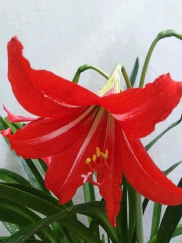 Гиппеаструм розовый от 50сом до 200 сом at lalafo.kg Гиппеаструм розовый от 50сом до 200 сом