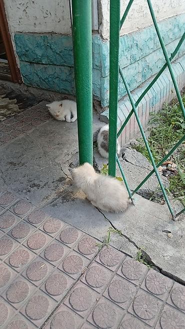 Мышыктар: Котята от трёхцветной кошки - Помёт из трёх котят — 1