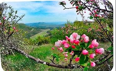 iphone iphone: Медсестра | Внутривенные капельницы — 1