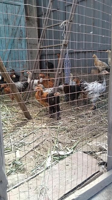 местный кукуруза: Продаю | Цыплята — 1