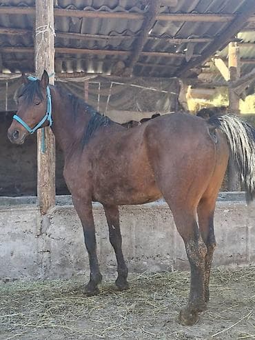 продаю верблюд: Продаю | Жеребец | Рабочий — 2