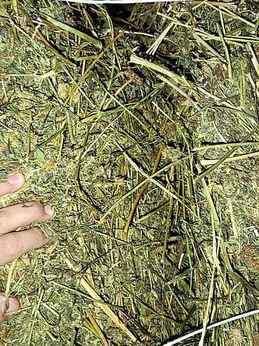 Услуги ветеринара: Сено в тюках (прямоугольные кипы) - Состав: луговое сено с высоким — 2