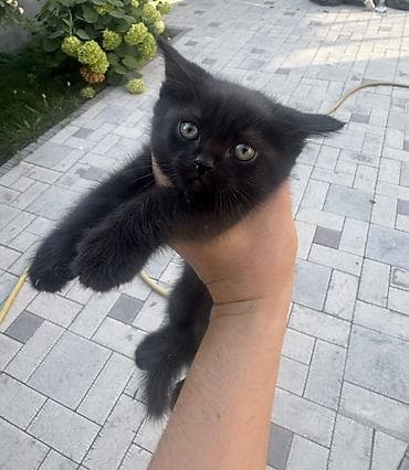 Мышыктар: Отдам котёнка в добрые руки 2,5 месяца активная и ласковая. К — 3