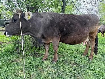 купить кукуруза: Продаю | Корова (самка) | Алатауская | Для молока | Привязанные — 5