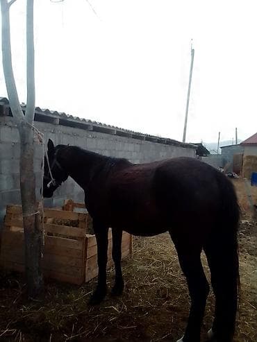 кукуруза вареная: Продаю | Конь (самец) | Полукровка | Рабочий — 2