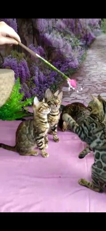 новорожденные котята: Бенгальские котята Проф.Питомник Бен Гла Мур предлагает.чудесных — 15