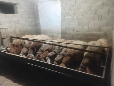 собака алабаи: Продаю | Овца (самка), Ягненок | Гиссарская, Полукровка, Эдильбаевская | На забой, Для разведения, Для шерсти | Племенные, Осеменитель, Матка — 7