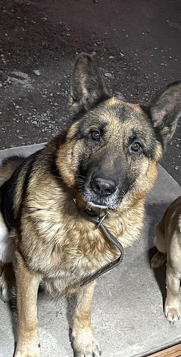 Находки, отдам даром: 🆘 🆘 ‼️‼️Потерялась собака: немецкая овчарка, кобель, 11 лет. Район — 2