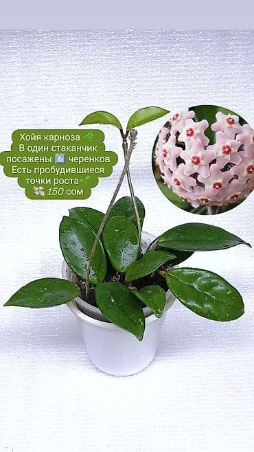 олеандр: Продаю комнатные растения, цветы . Пассифлора кализия розовая — 5